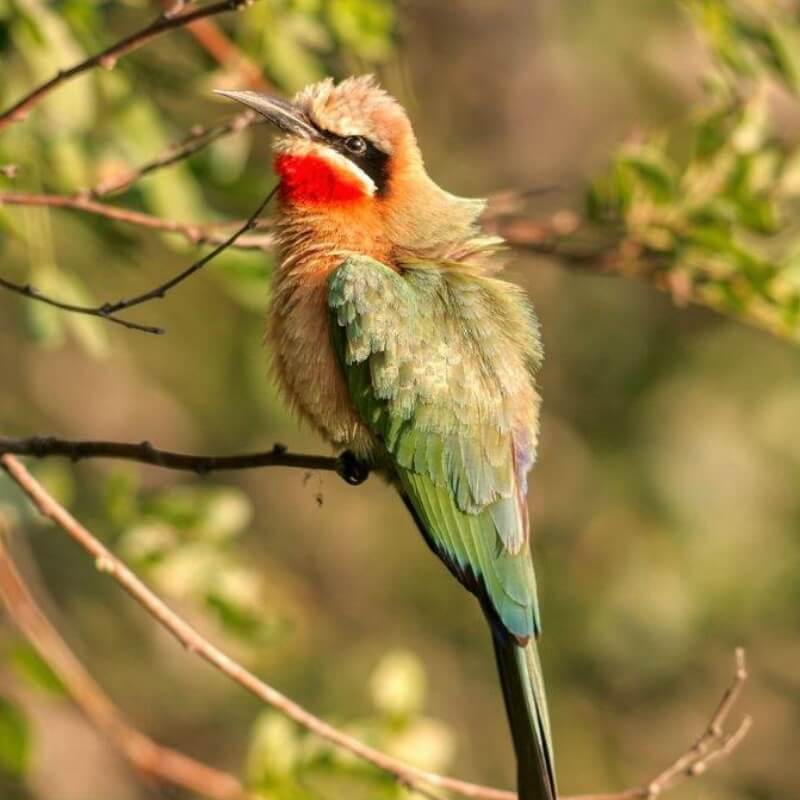 Kruger National Park, Mpumalanga, South Africa