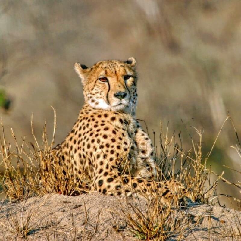 Sabi Sands, South Africa