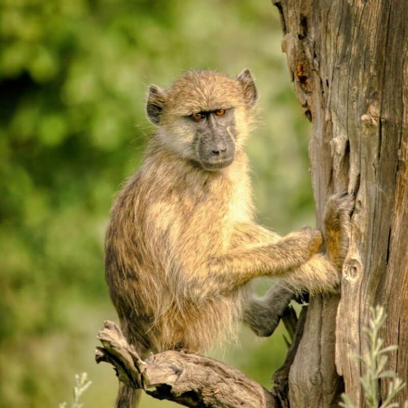 Kruger National Park, Mpumalanga, South Africa
