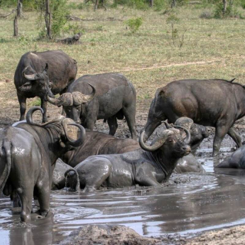 Mala Mala Game Reserve, Mpumalanga, South Africa