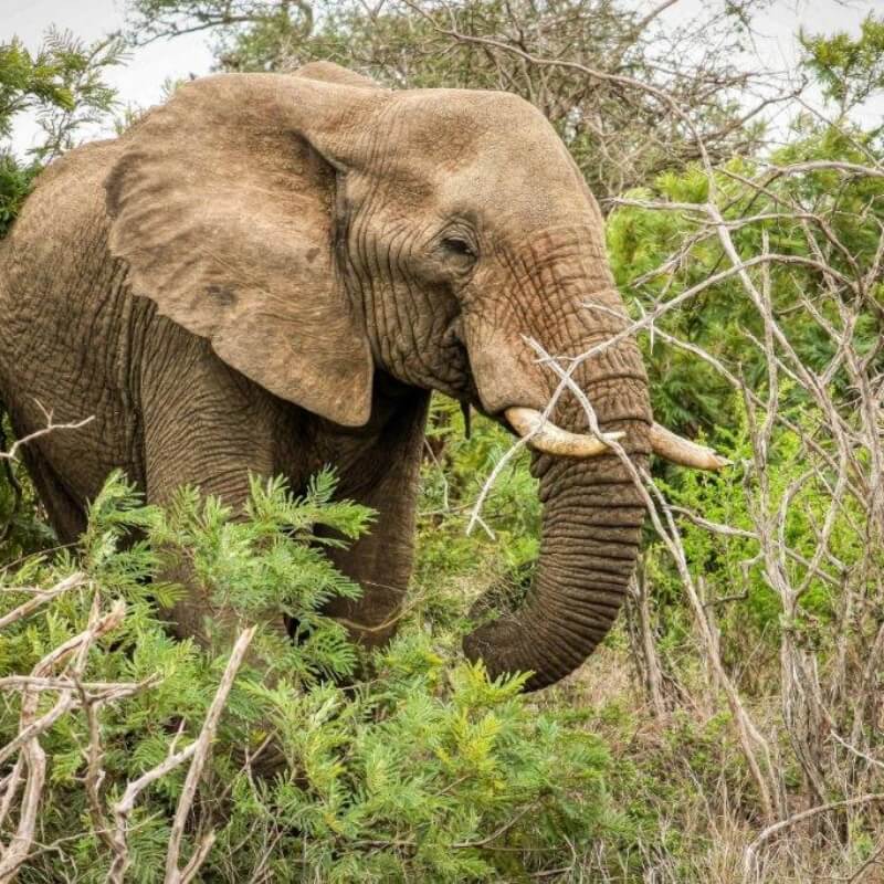 Kruger National Park, Mpumalanga, South Africa