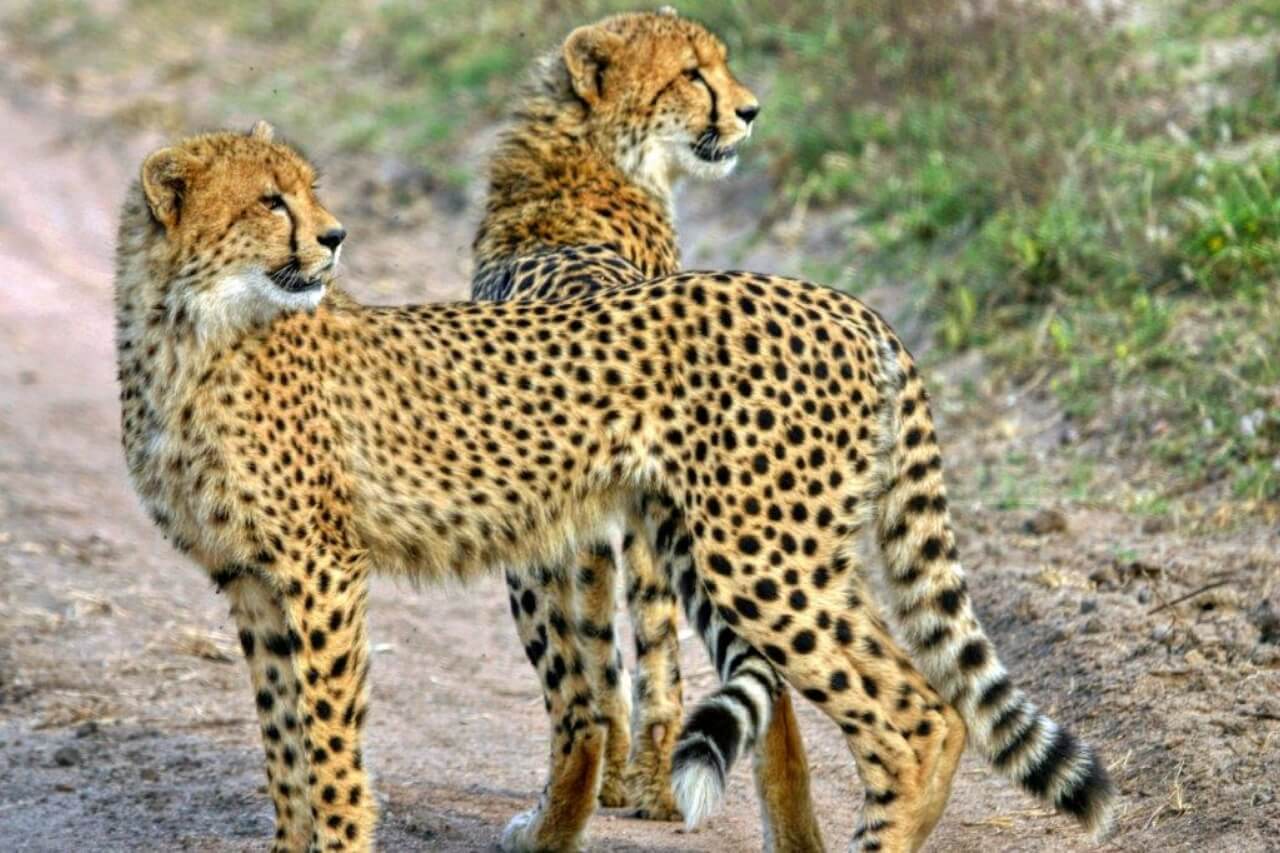 Mala Mala, Sabi Sands