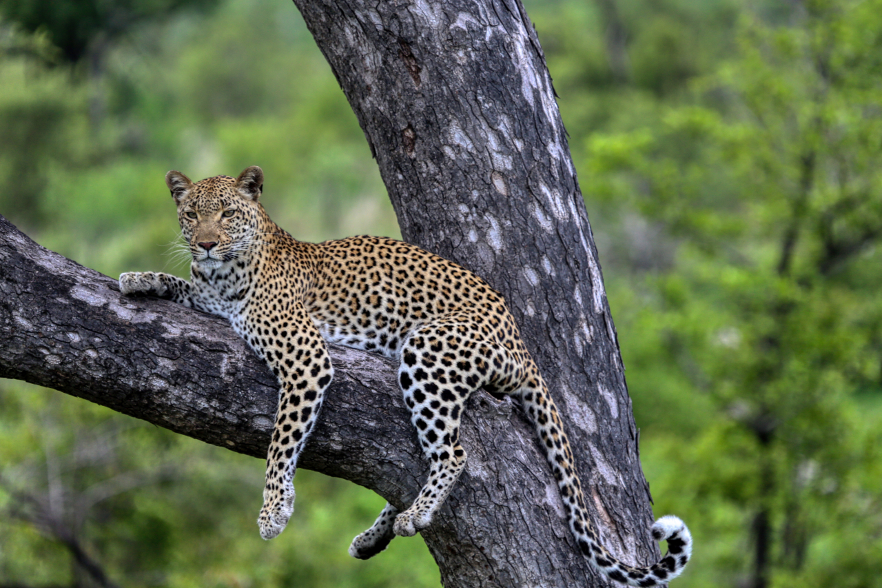 Little Bush lodge, Sabi Sabi