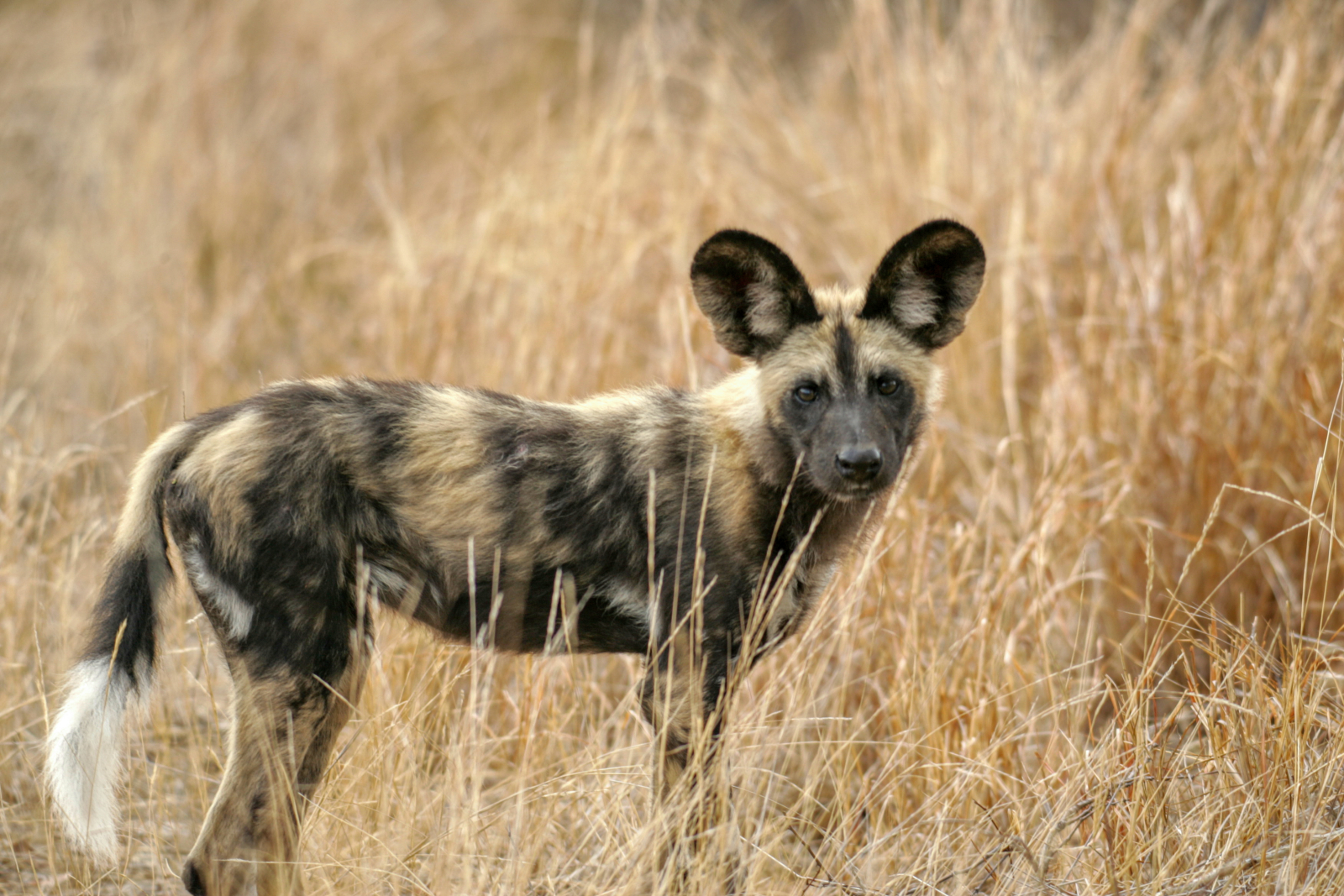 Kruger National Park