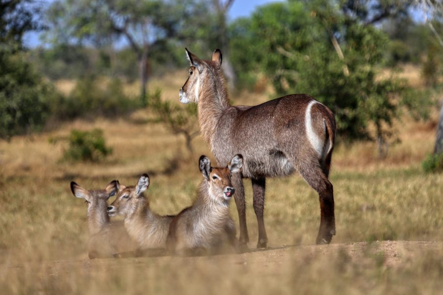 Sabi Sands