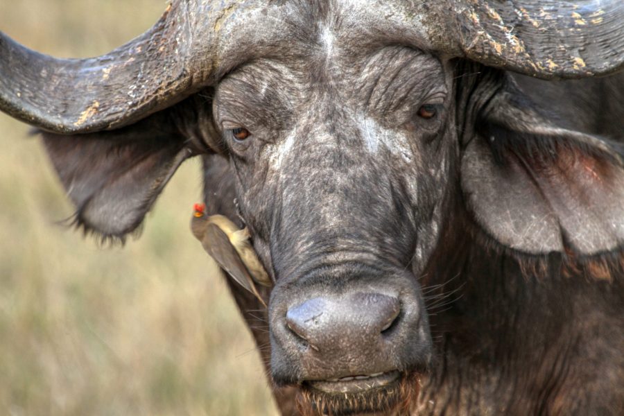 Buffalo Kruger Oct 2011_24_hdr