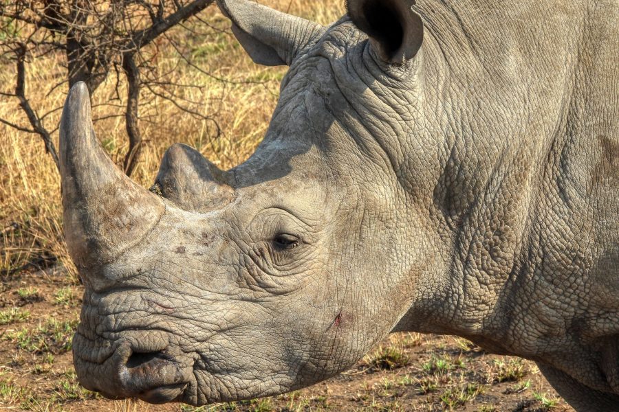 Mkuzi Game Reserve, Kwa Zulu Natal.