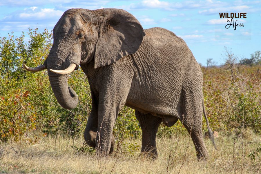 Kruger National Park