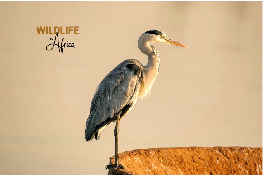 Grey Heron