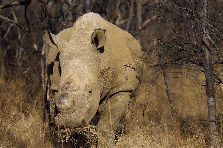 Rhino