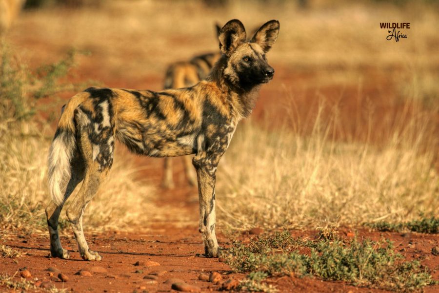 Madikwe Game Reserve